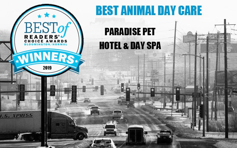 Best Animal Day Care